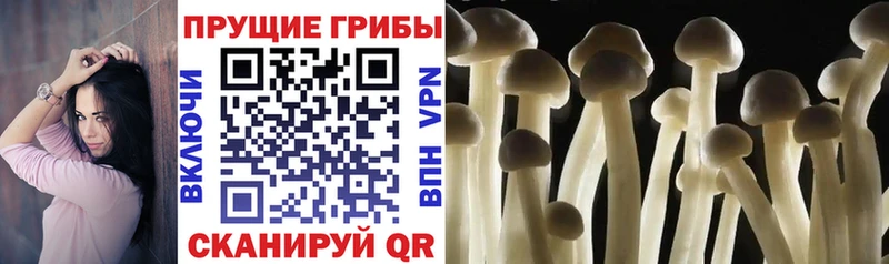 Псилоцибиновые грибы Cubensis  купить наркоту  Дятьково 
